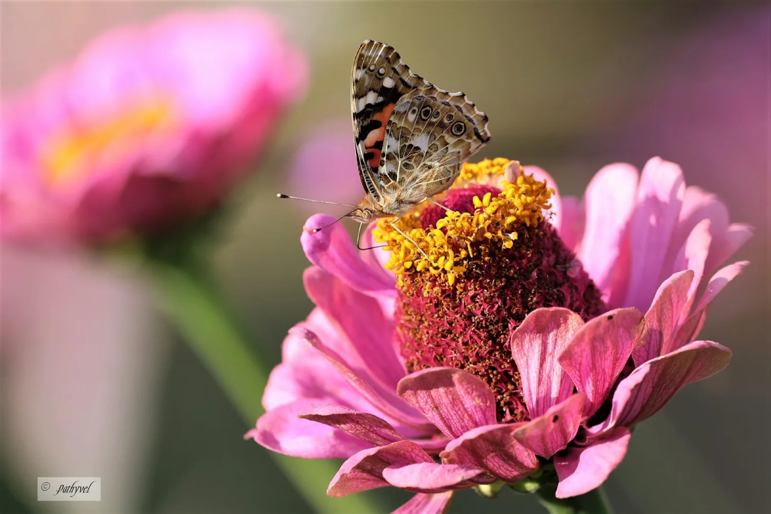 Photos de faune et de flore Ariégeoises Ariège (09)