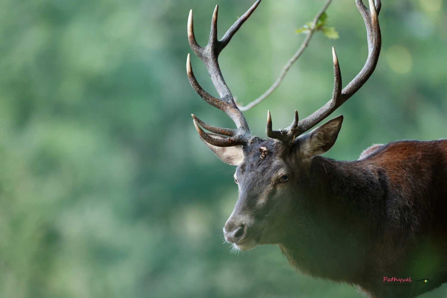 Photos de cerf Ariège (09)