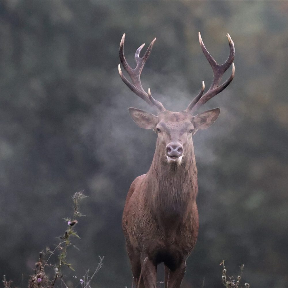 Faune Ariégeoise (09)